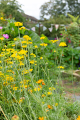 Fototapeta premium Summer flowers in the garden 