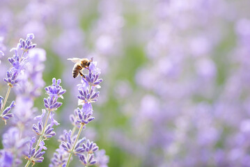 Close-up shot of bee on lavender flowers gathering pollen. Blooming lavender background