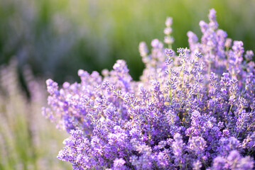 Bouquet of blooming lavender flowers on background of bushes in summer garden. Lavender background