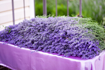 Cut lavender flowers on table. Making bouquets and sachets of lavender harvest at home