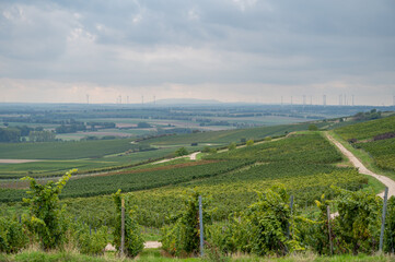 Fototapeta na wymiar Vineyard landscape with lots of vine plants and wind park with wind turbines in background during cloudy day, background, mainz, zornheim, germany