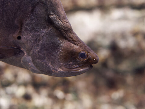 The giant featherback, Indonesian featherback (Chitala lopis) in freshwater aquarium. it is a freshwater fish found in Southeast Asia, inhabits mainstreams and forest streams.