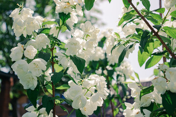 White flowers in the garden in spring, summer