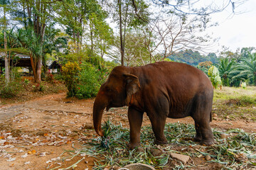 Naklejka na ściany i meble brown elephant in thai forest