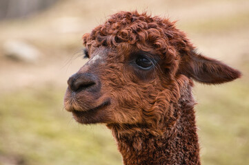 Obraz premium tier, alpaka, säugetier, braun, natur, bauernhof, portrait,
