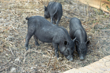 Cute black baby-pigs on the farm