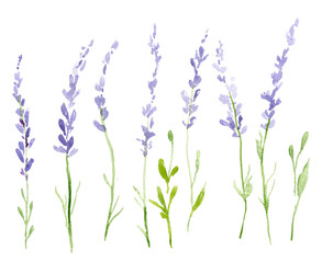 Watercolor light lilac violet lavender flowers - 571889684