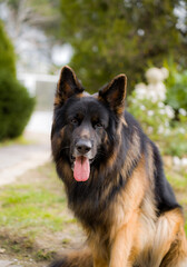 German Shepherd 