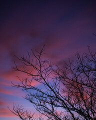 moon and tree