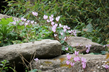 Spring flowers in the city park.