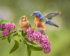 Love is In the Air

A pair of courting Eastern Bluebirds perch on a Lilac branch on a spring day.