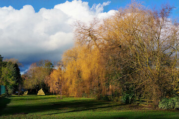 Wintertime sunlight filters through maple trees, with puffy white clouds in the distance, Valley Gardens, Harrogate, North Yorkshire, England, UK.