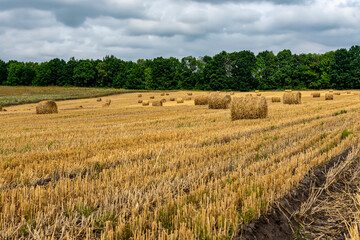 Mowed field of grain crops on a summer day.