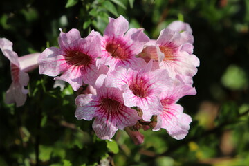 Spring flowers in the city park.