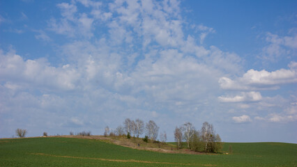 Spring landscape: A green field with sprouts, an island of trees and a large and beautiful sky blue with white clouds.