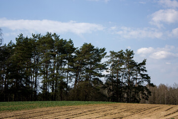 Fototapeta na wymiar Spring landscape: The edge of a pine forest against a blue sky, a green field with shoots, plowed land.