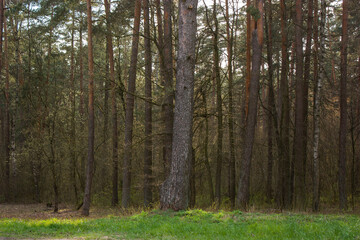 Spring landscape: The edge of the forest - trees lit by the evening sun and a strip of bright green grass.