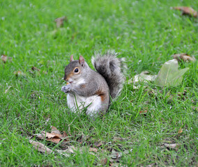 Naklejka na ściany i meble squirrel in the park on green grass