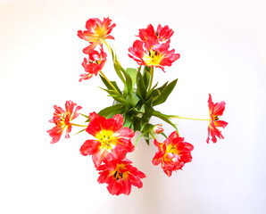 Red tulips. Beautiful flowers on soft light background.
