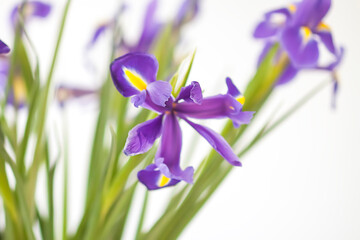 Purple iris flowers. Beautiful bouquet n soft white background.