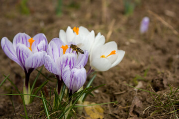  A group of white and light lilac crocuses in a garden bed and a bee flying up to the flowers.