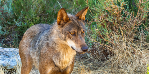 Iberian Wolf, Grey Wolf, Canis lupus signatus, Zamora, Castile and León, Spain, Europe