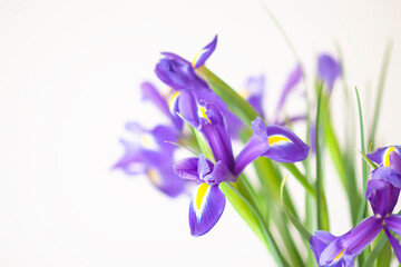 Purple iris flowers. Beautiful bouquet n soft white background.