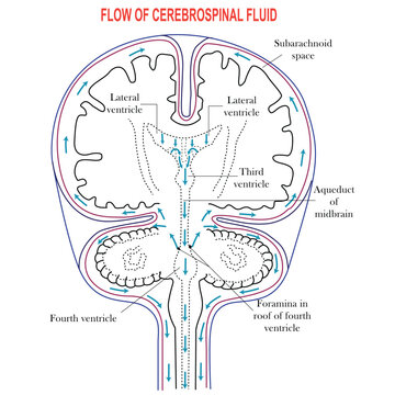 Diagram Illustrating Cerebrospinal Fluid CSF in the Brain,Ventricles in the Brain,Cerebrospinal fluid (CSF) is a clear fluid in the brain and spinal cord. immunological protection to the brain