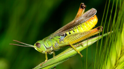 Grasshopper, Sierra de Guadarrama National Park, Segovia, Castilla y Le&oacute;n, Spain, Europe