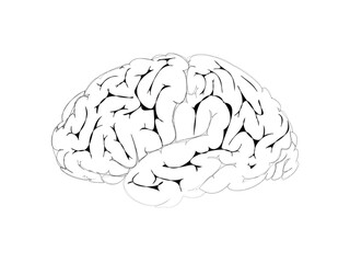 Brain sketch icon isolated over white background, human brain shape vector illustration
