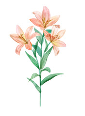 Spring Lily flower watercolor botanical illustration isolated on white Transparent delicate blooming flower Translucent blossom floral clipart