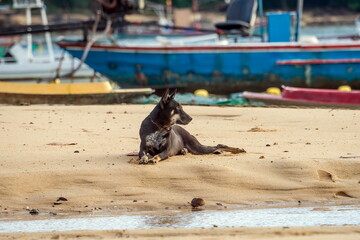Black dog lying on the sand on the beach fishing boat in the back