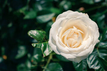 White roses in the garden