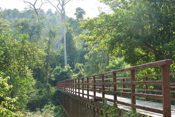 wooden bridge cross little canal in mangrove forest