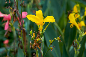 Closeup of lush canna flowers growing in the park