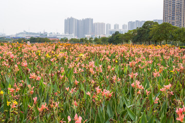 Closeup of lush canna flowers growing in the park