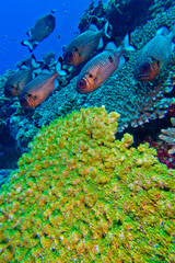 Bronze Soldierfish, Myripristis adusta, Coral Reef, North Ari Atoll, Maldives, Indian Ocean, Asia