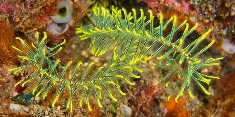 Feather Star, Crinoid, Lembeh, North Sulawesi, Indonesia, Asia