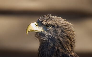 White-tailed eagle (Haliaeetus albicilla) close-up portrait. Brown background
