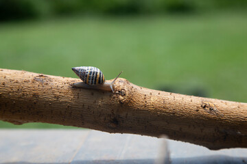 Small snail walking on a cut branch prepared for firewood