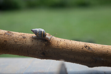 Small snail walking on a cut branch prepared for firewood