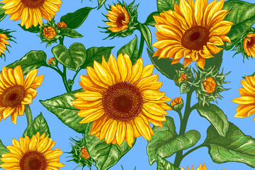Fototapeta na wymiar Beautiful seamless pattern with hand drawn lush Sunflowers flowers on a blue background. Vector illustration of Helianthus flower. Floral wildflowers elements for textile design