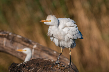 Cattle egret sitting on a branch in the wind