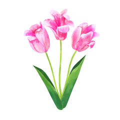 Pink vector tulip flower bouquet. Hand drawn watercolor botanical illustration for floral design isolated on white background.