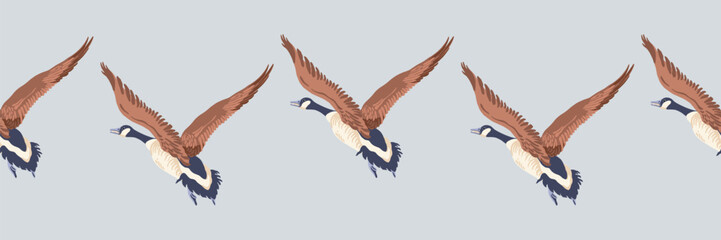 Canada goose. Seamless border of flying geese. English style pattern. Vintage style color birds. Vector illustration on grey background.