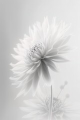 White flower white background minimalism