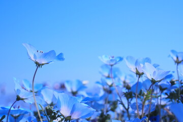 ネモフィラの花, Nemophila