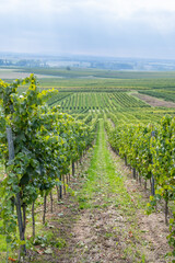 Fototapeta na wymiar Vineyard with vine plants during september harvest season, grown plants on a hill, mainz zornheim, germany, vertical shot