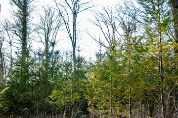 Wiederaufforstung im Mischwald durch Neuanpflanzung von jungen Nadelbäumen