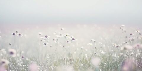 Light colored field of wild flowers and dandelions for background card or banner